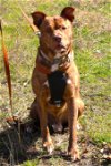 adoptable Dog in everett, WA named Zeus