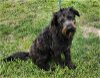 adoptable Dog in brattleboro, VT named Hamilton