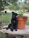 adoptable Dog in everett, WA named Cowboy
