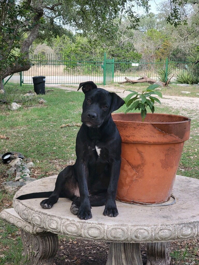 adoptable Dog in San Antonio, TX named Cowboy