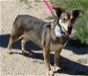 adoptable Dog in brattleboro, VT named Daisey