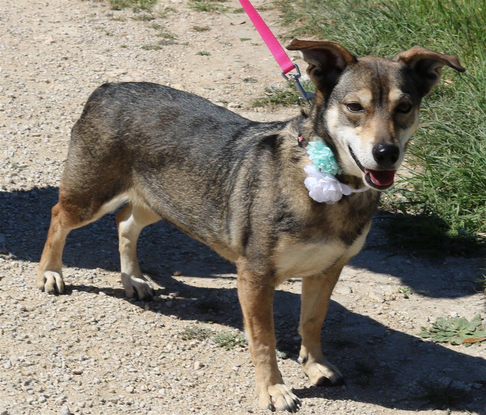 adoptable Dog in San Antonio, TX named Daisey