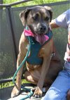adoptable Dog in everett, WA named Salem