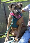 adoptable Dog in brattleboro, VT named Salem