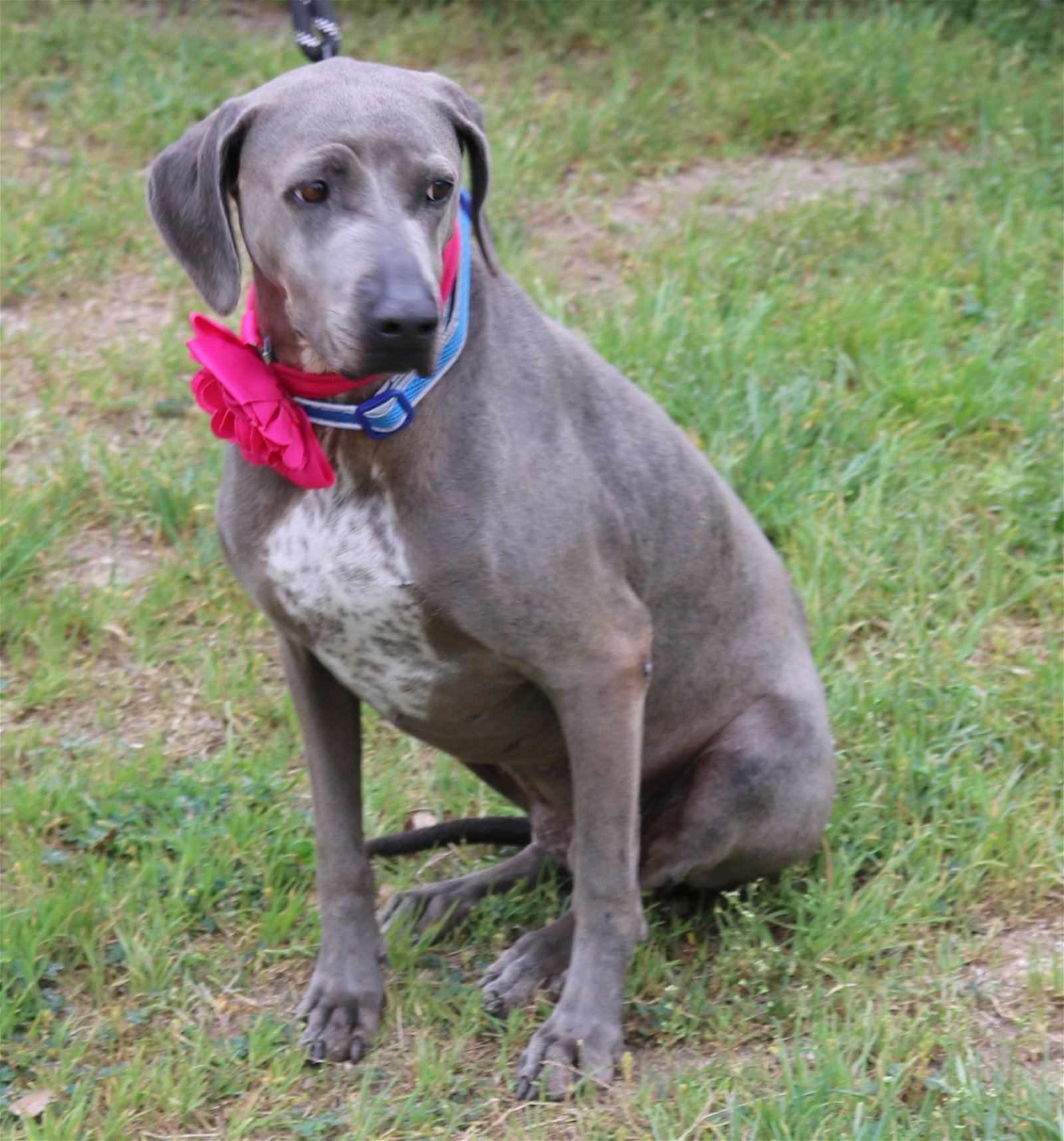 adoptable Dog in Brattleboro, VT named Blue