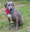 adoptable Dog in , VT named Blue