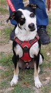 adoptable Dog in brattleboro, VT named Max