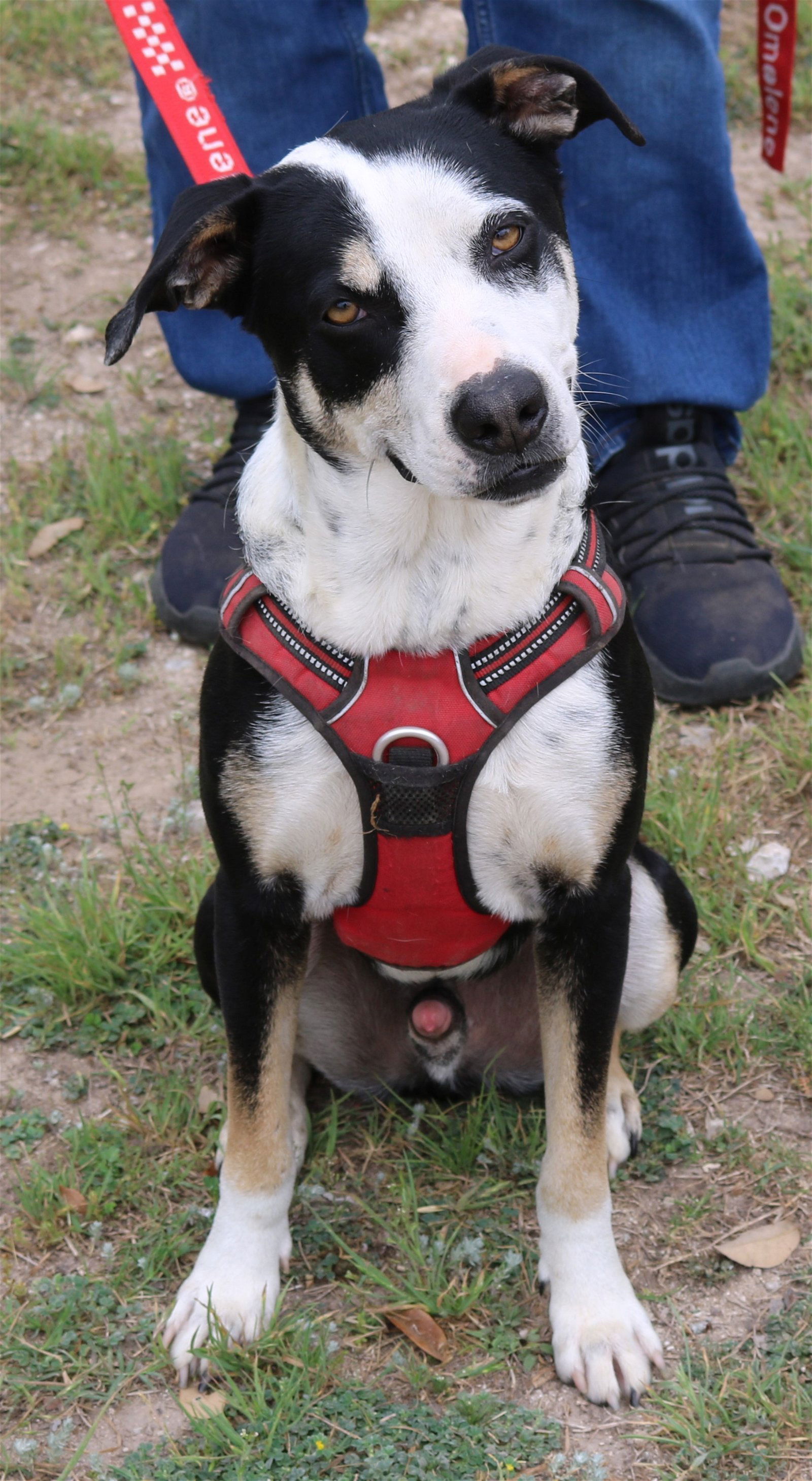 adoptable Dog in San Antonio, TX named Max