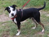 Max - Photo 2