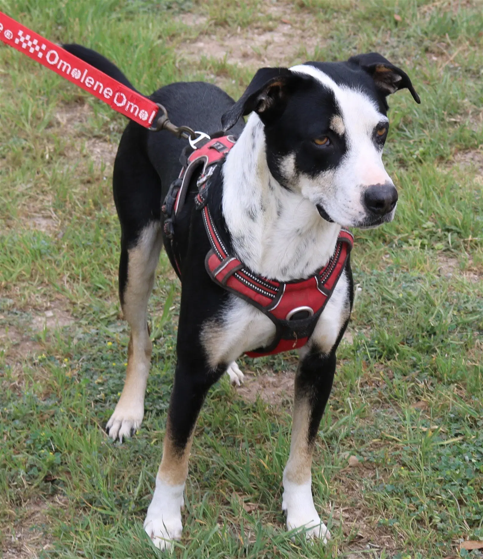 Max image 4