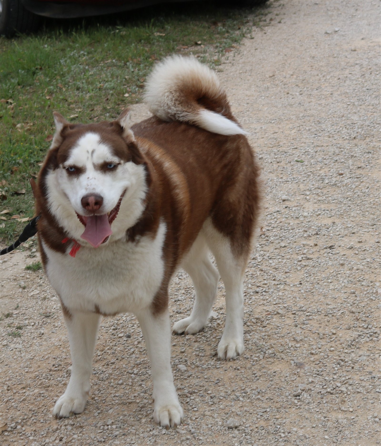 adoptable Dog in San Antonio, TX named Bailey Blue