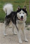 adoptable Dog in everett, WA named Asher