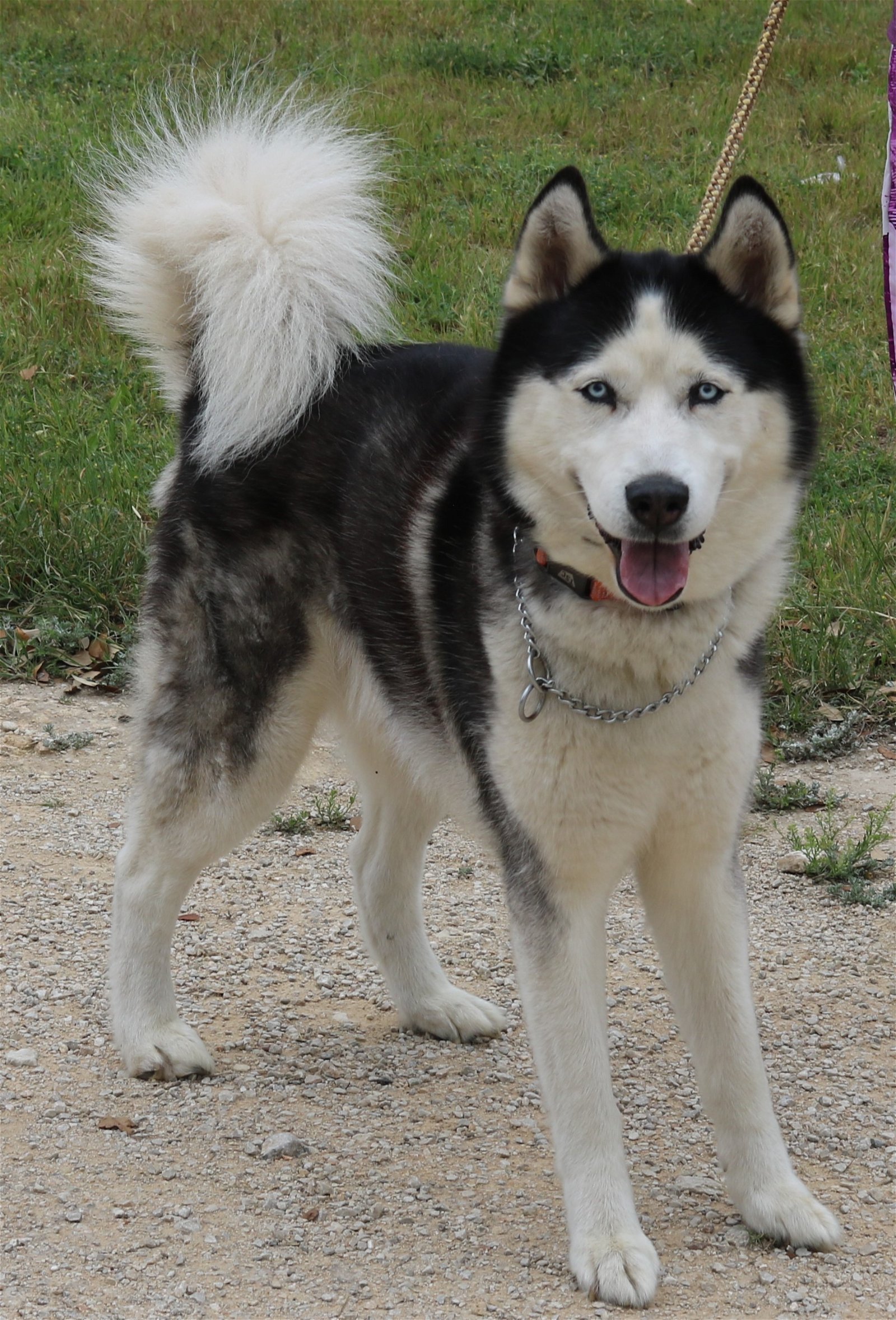adoptable Dog in Brattleboro, VT named Asher
