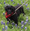 adoptable Dog in , VT named Othello