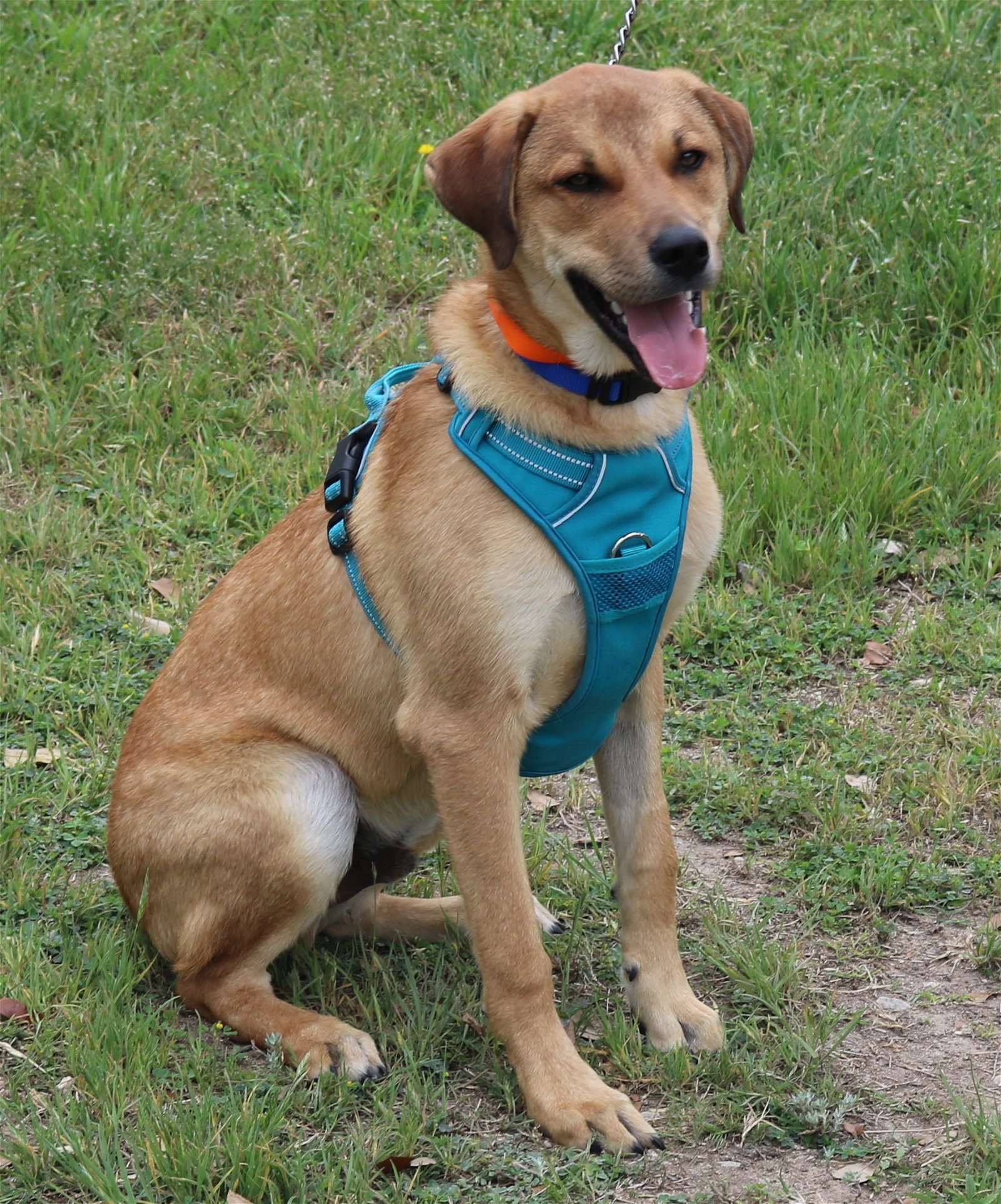 adoptable Dog in Brattleboro, VT named Petey