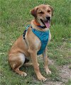 adoptable Dog in brattleboro, VT named Petey