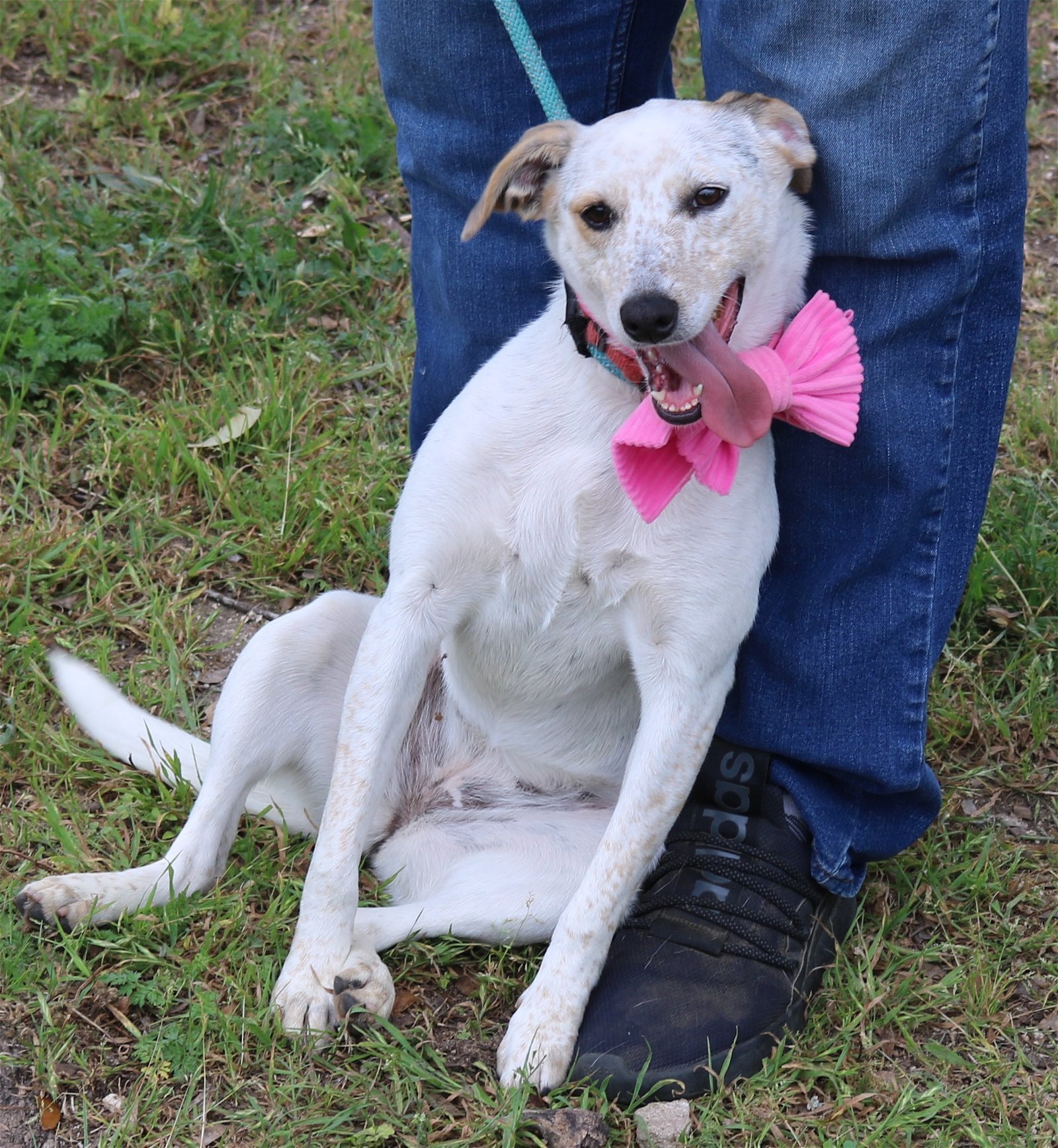 adoptable Dog in San Antonio, TX named Pinky