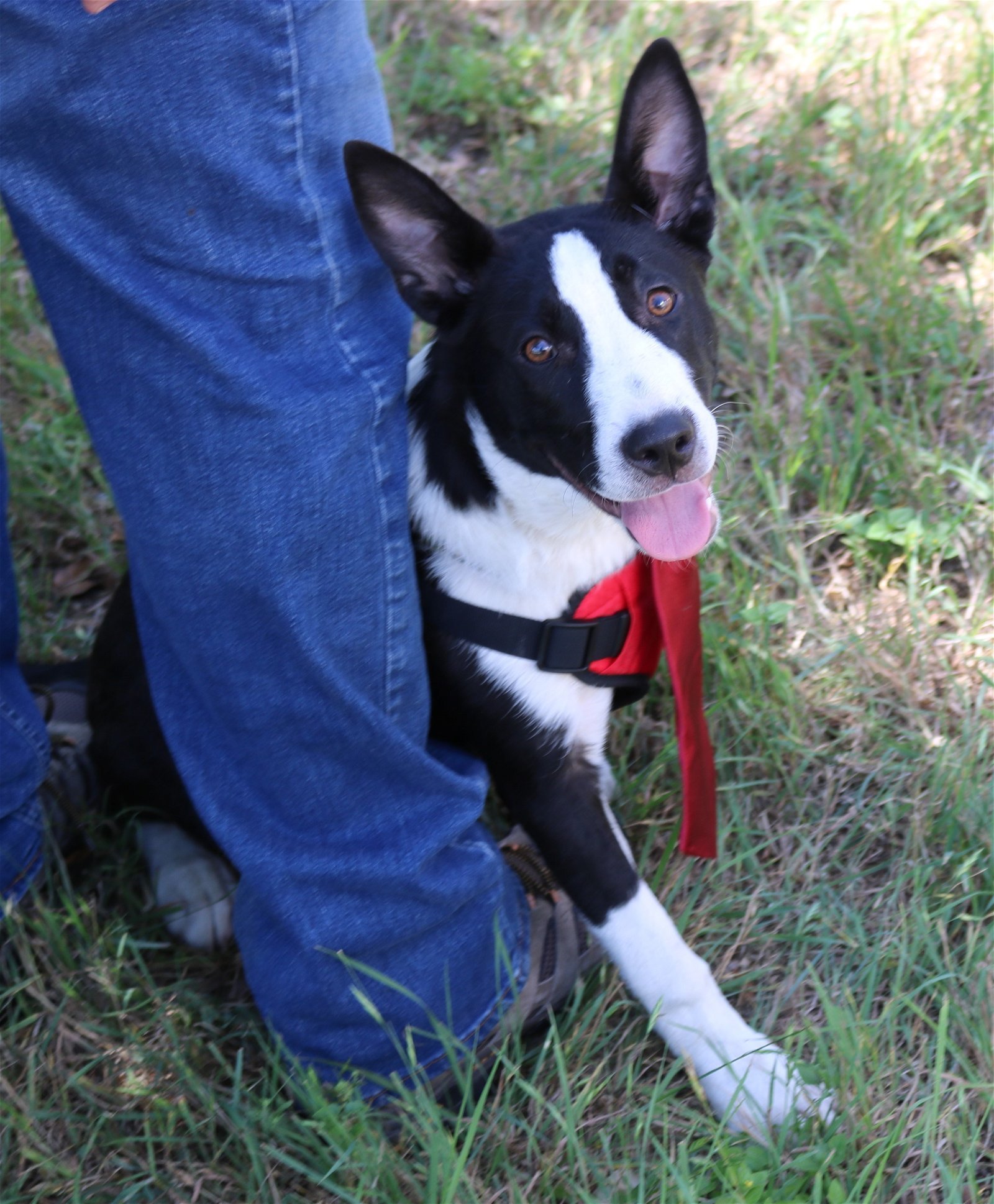 Dog adoption in Minneapolis, MN 55416 Border Collie / Mixed (medium