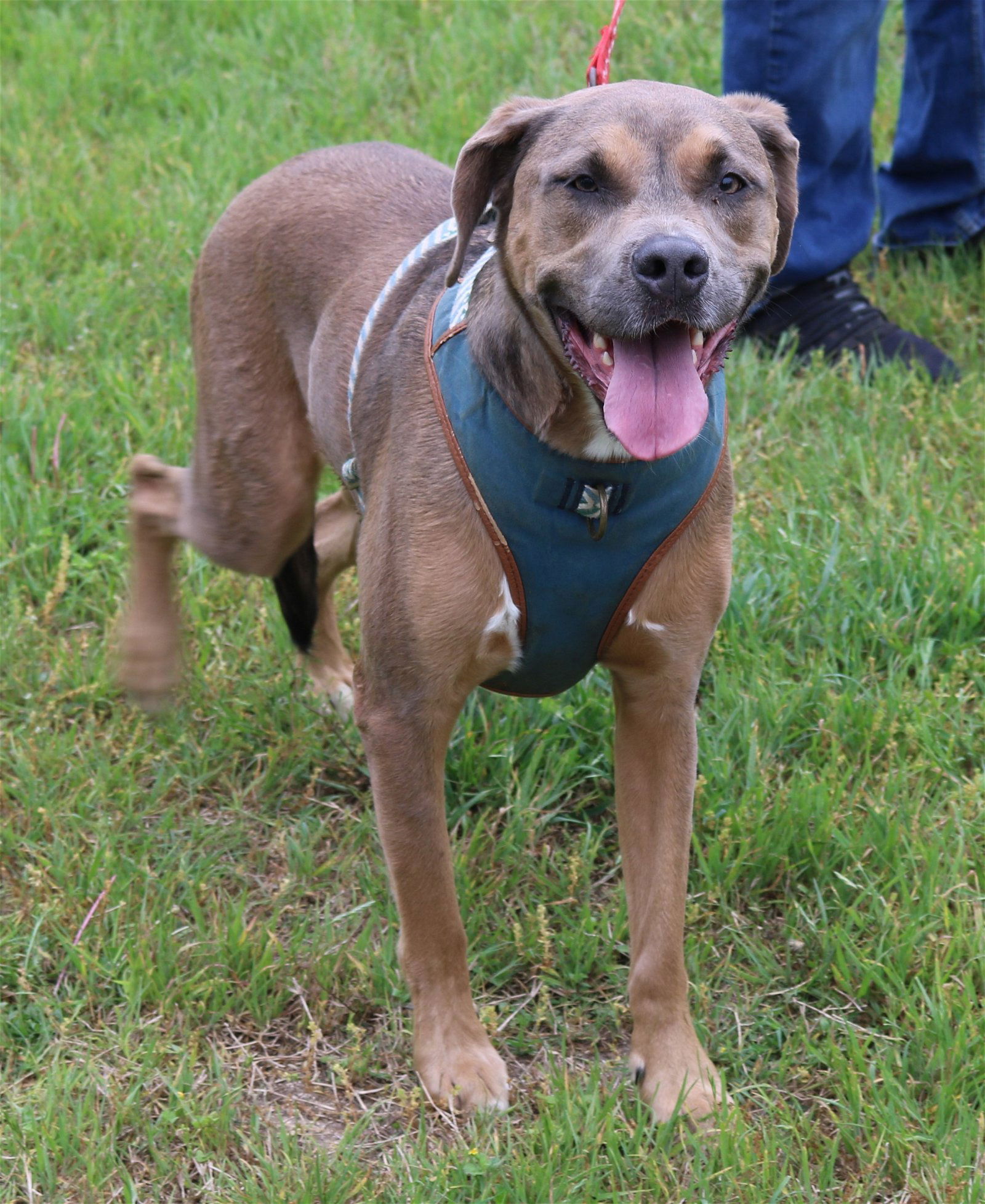 adoptable Dog in San Antonio, TX named Salem