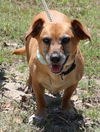 adoptable Dog in  named Ginger