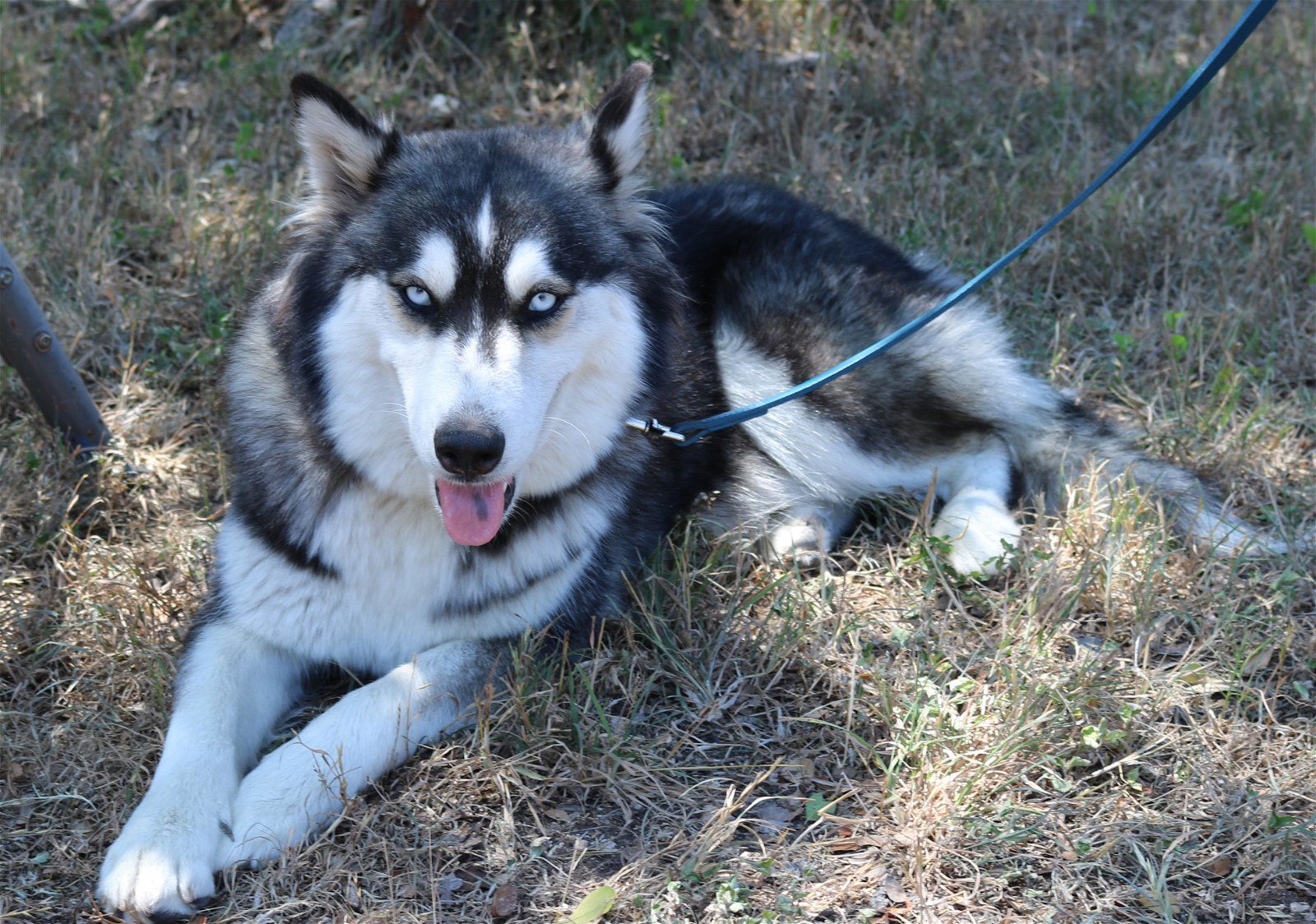 adoptable Dog in Brattleboro, VT named Franki