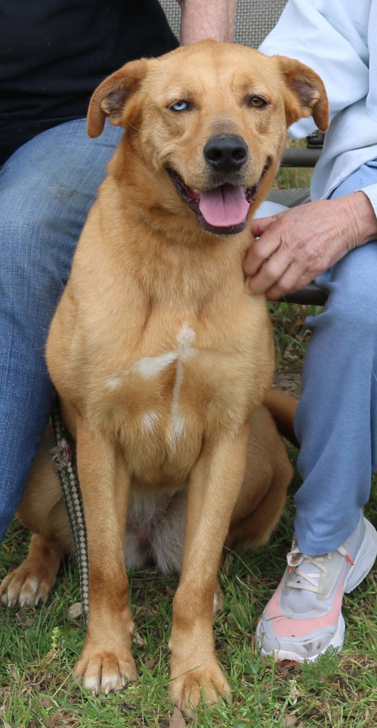 adoptable Dog in Everett, WA named Bluebell