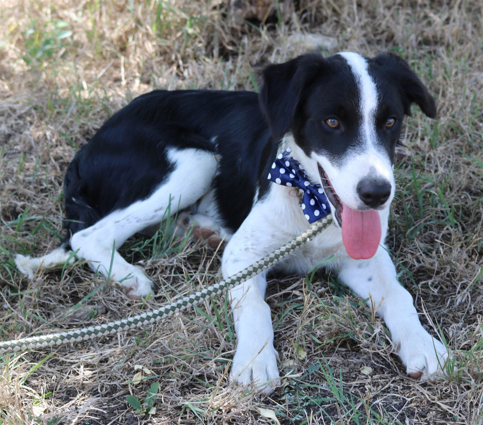 Dog for Adoption - Max, a Border Collie in Kerr County, TX | Alpha Paw