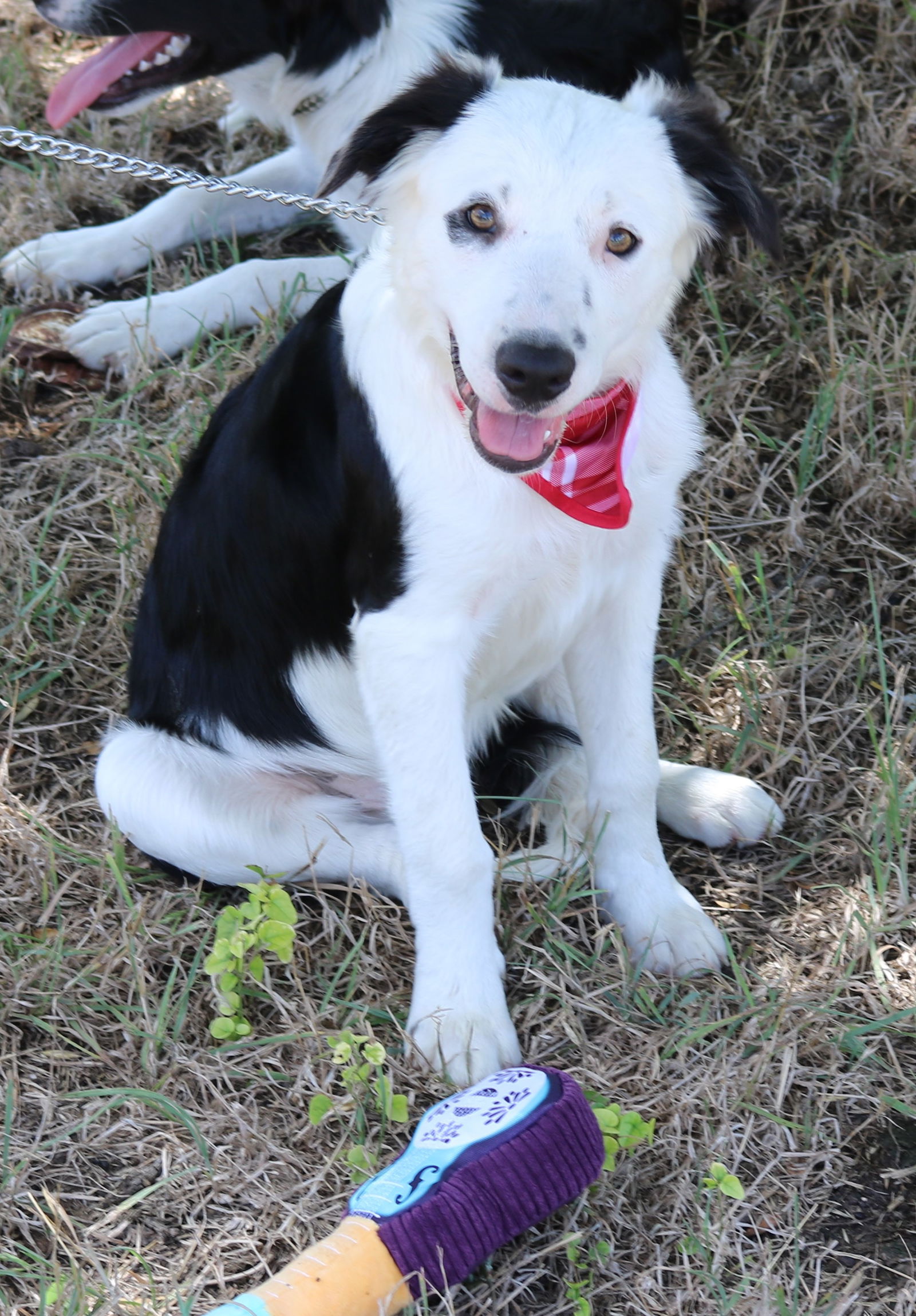 adoptable Dog in Everett, WA named Bear