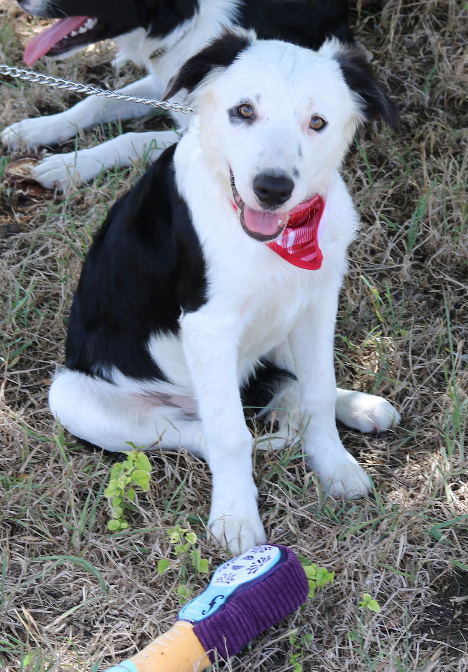 adoptable Dog in Brattleboro, VT named Bear