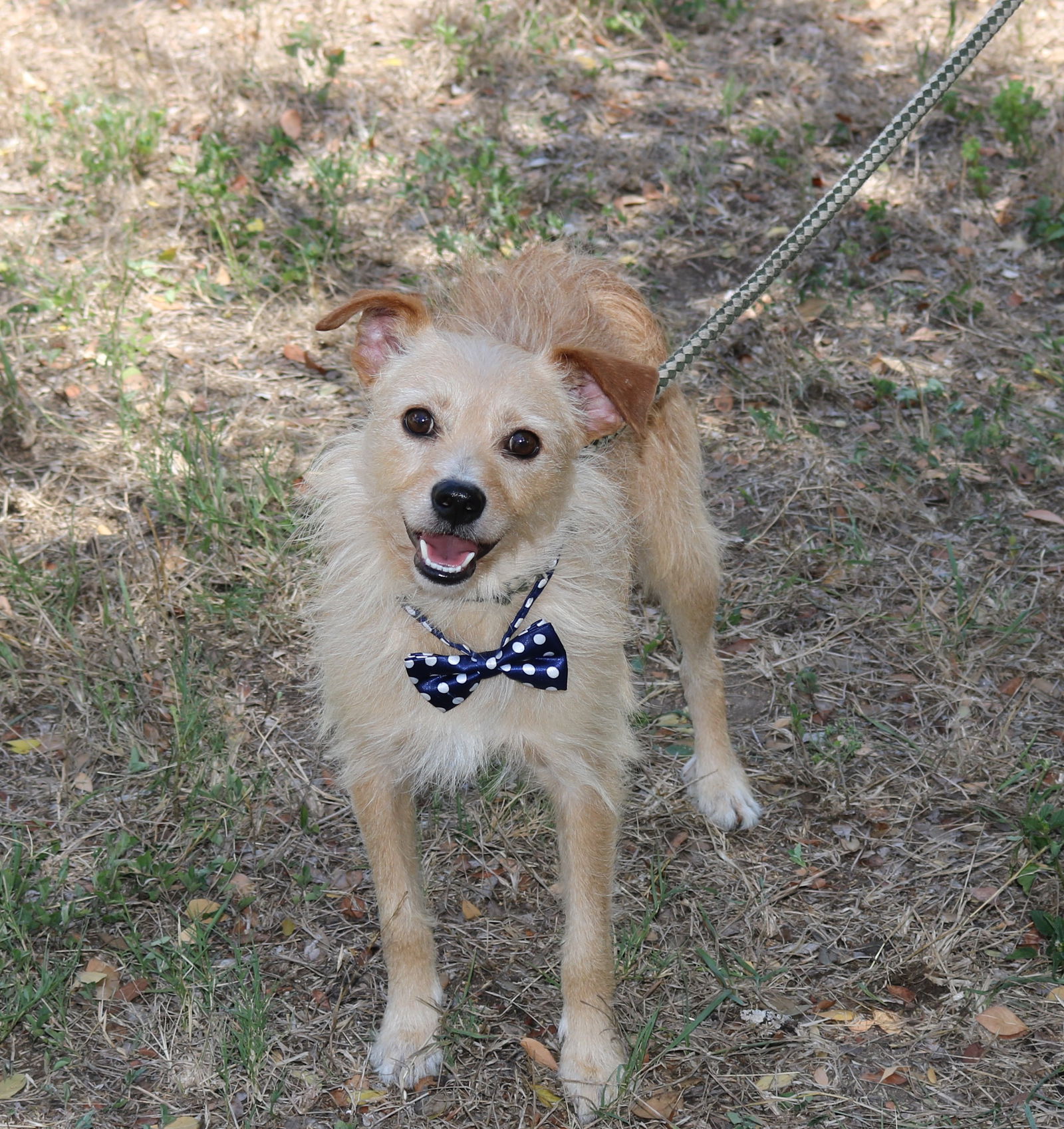 adoptable Dog in Everett, WA named Simba