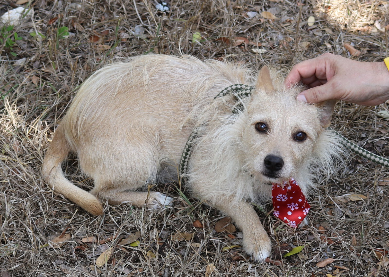 adoptable Dog in Everett, WA named Carmelo