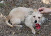 adoptable Dog in brattleboro, VT named Carmelo