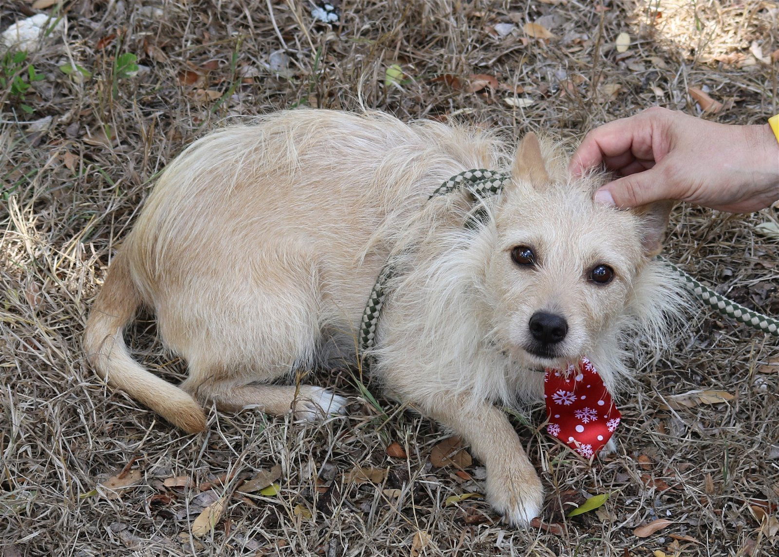 adoptable Dog in Rocky Hill, CT named Carmelo