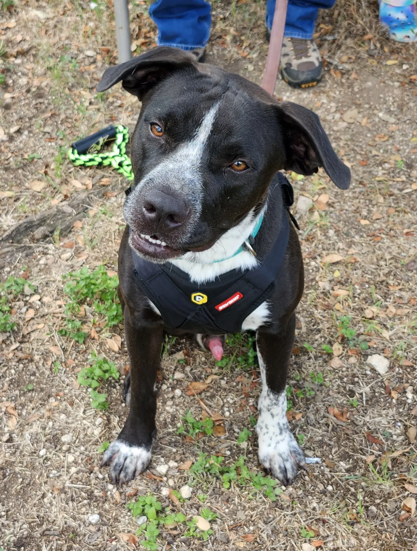 Jacks - Cane Corso