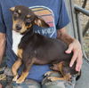 adoptable Dog in , VT named Romeo