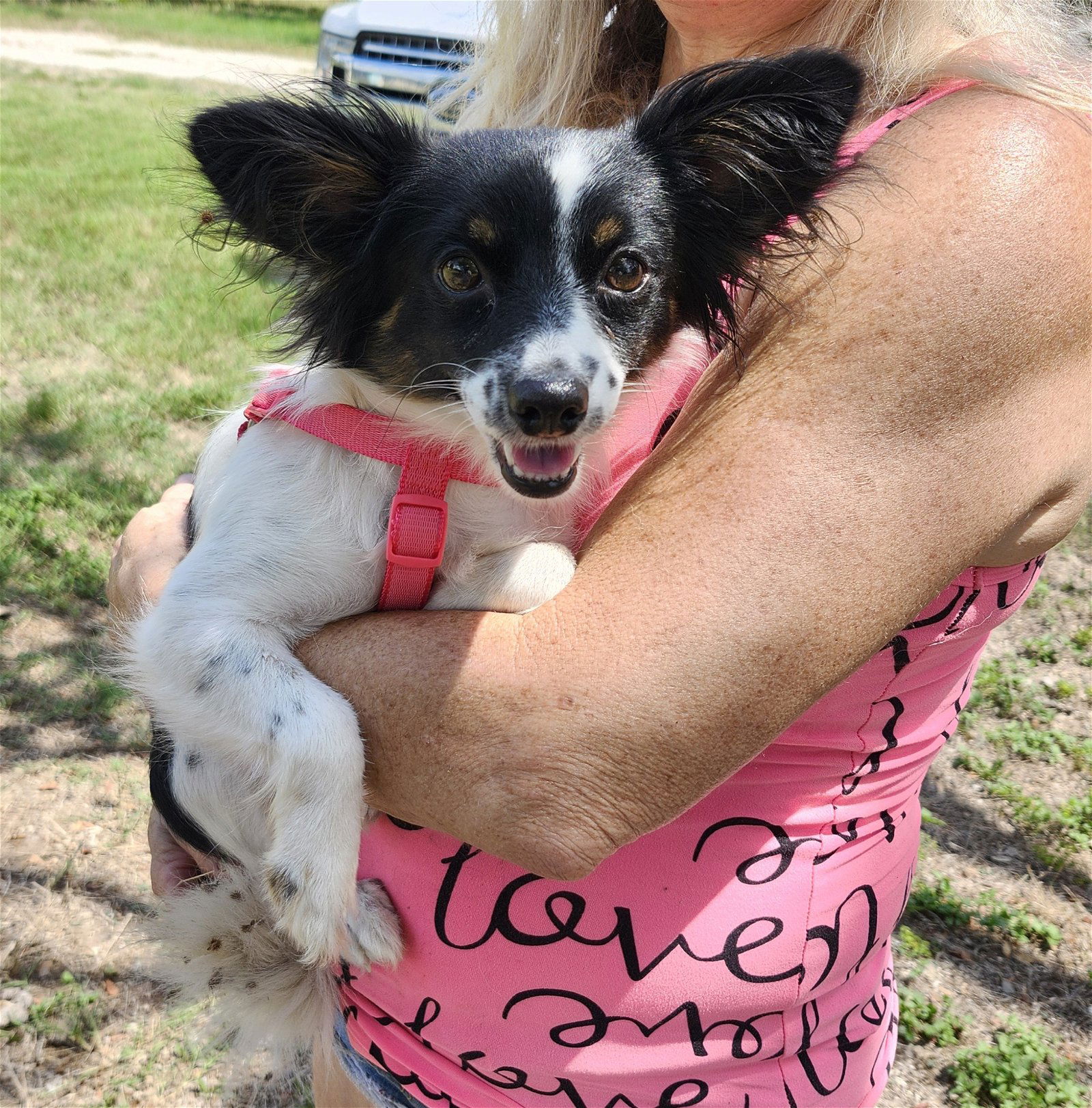 adoptable Dog in Brattleboro, VT named Sissy