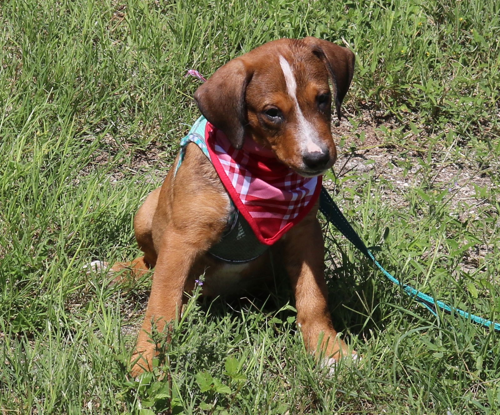 adoptable Dog in Everett, WA named Fortune