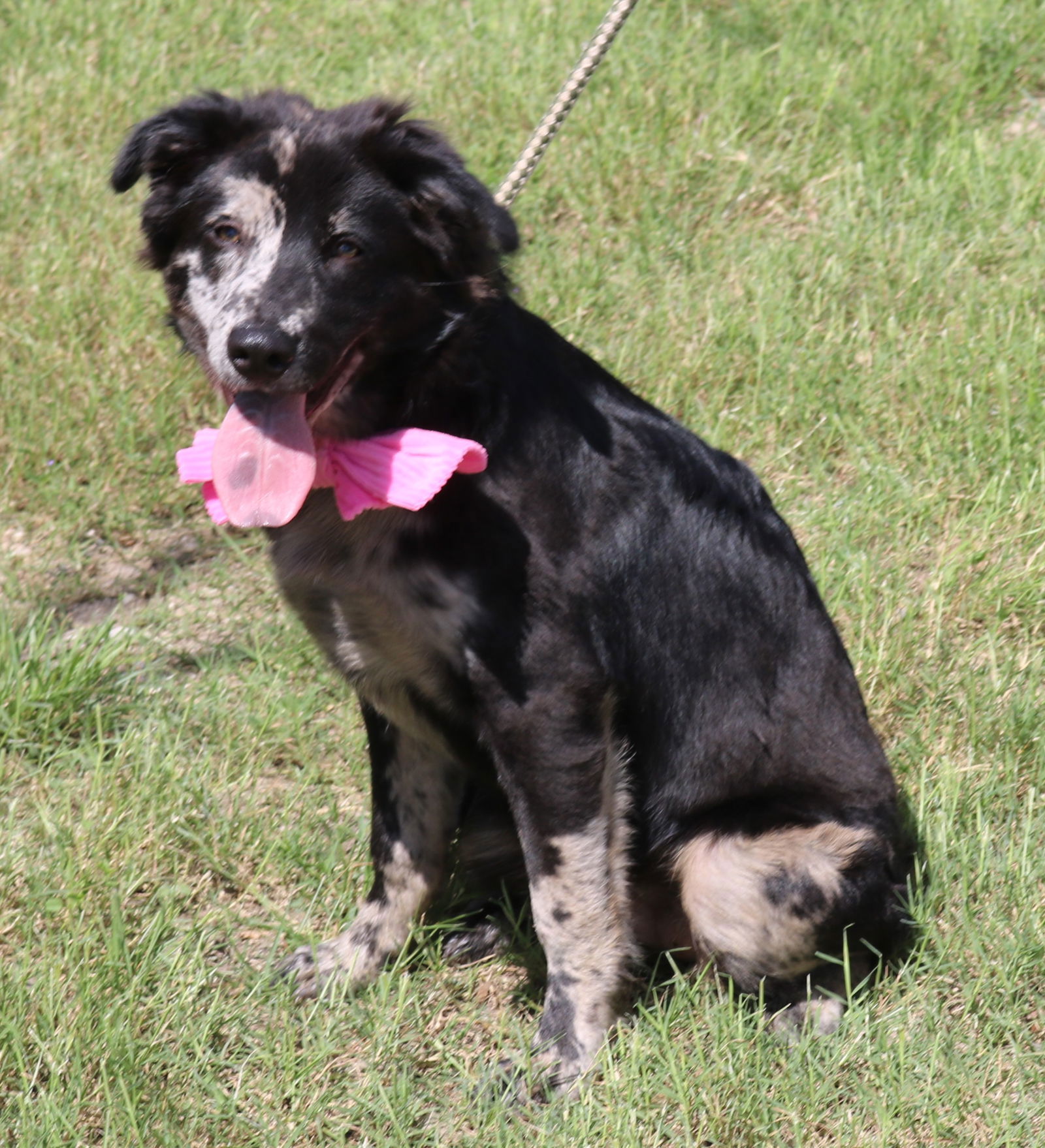 adoptable Dog in Brattleboro, VT named Birdie