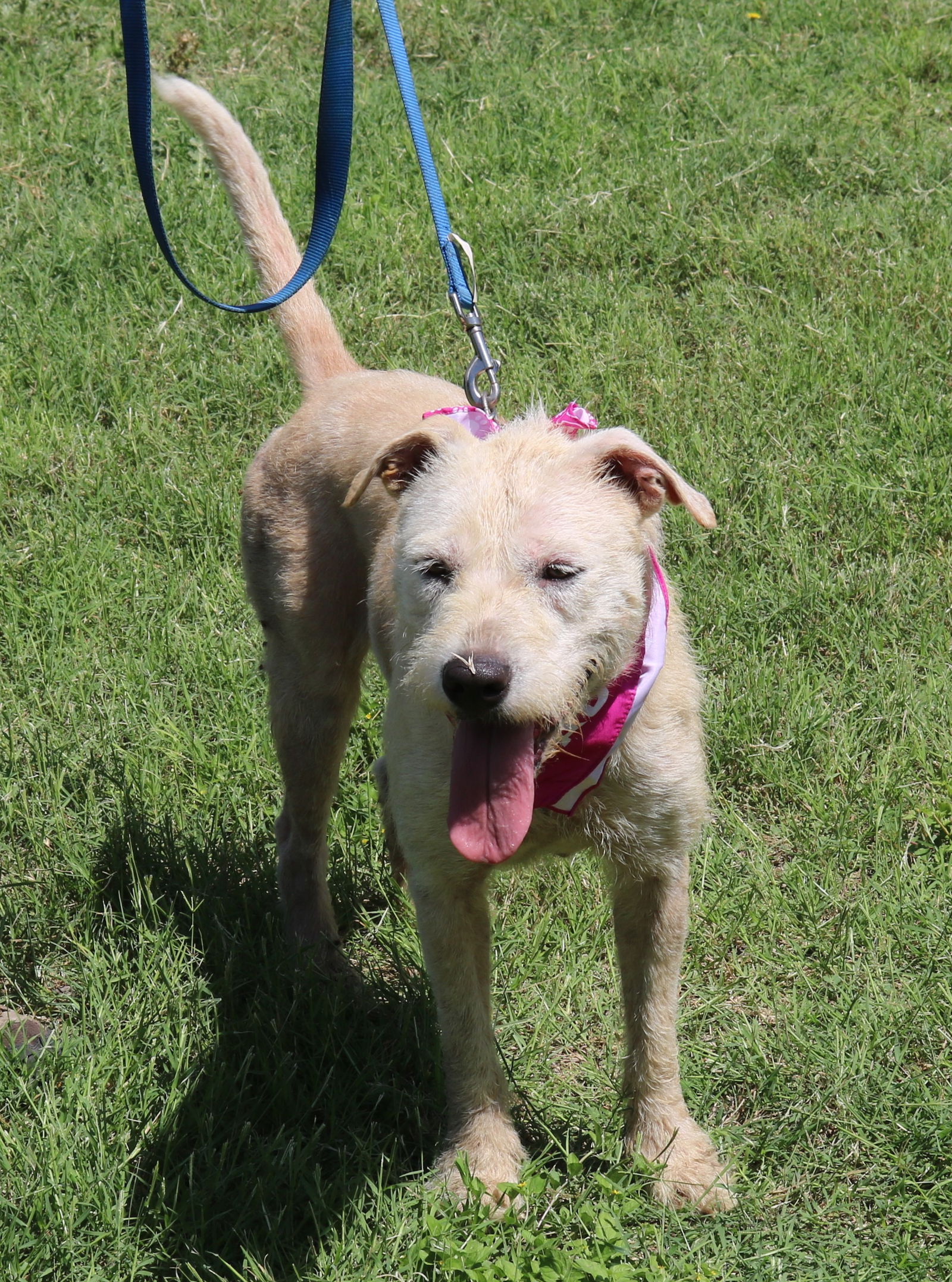 adoptable Dog in Everett, WA named Jazz