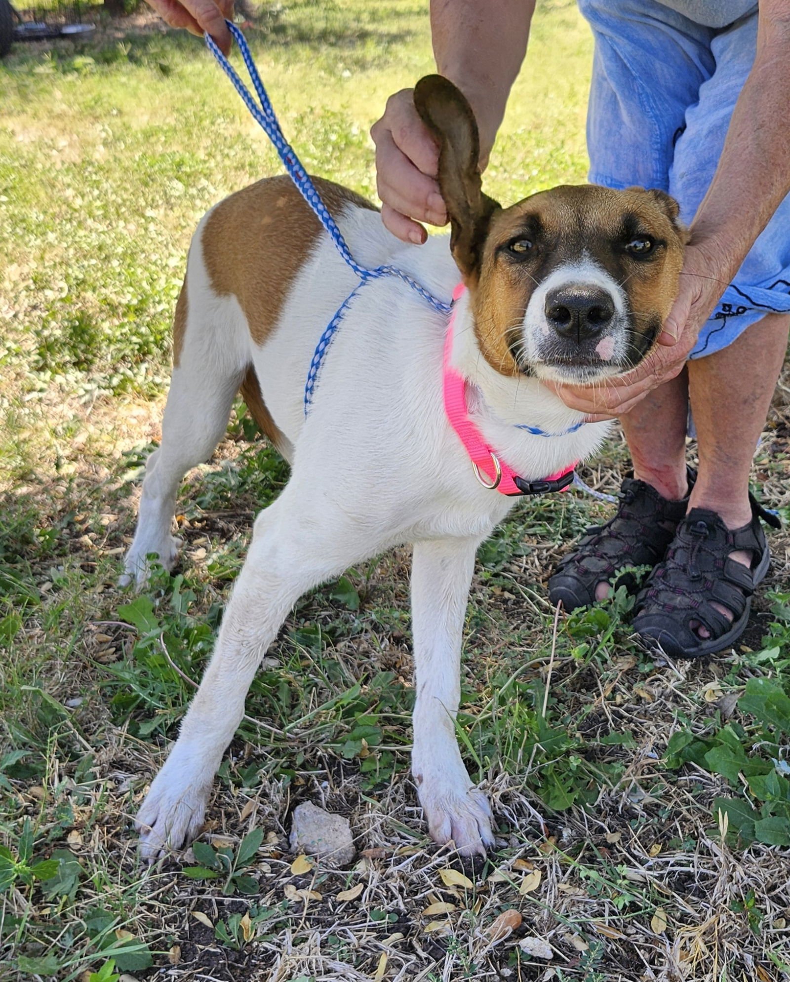 adoptable Dog in Minneapolis, MN named Maizi