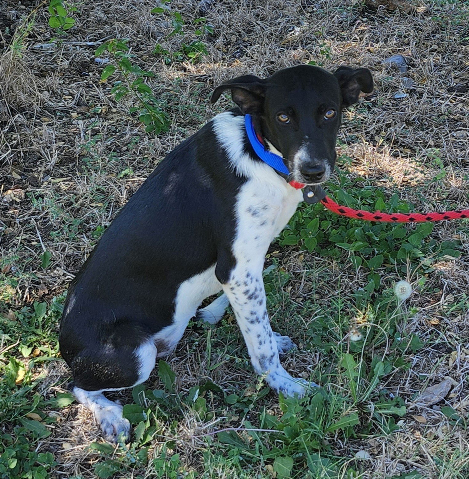 adoptable Dog in Everett, WA named Mitzi