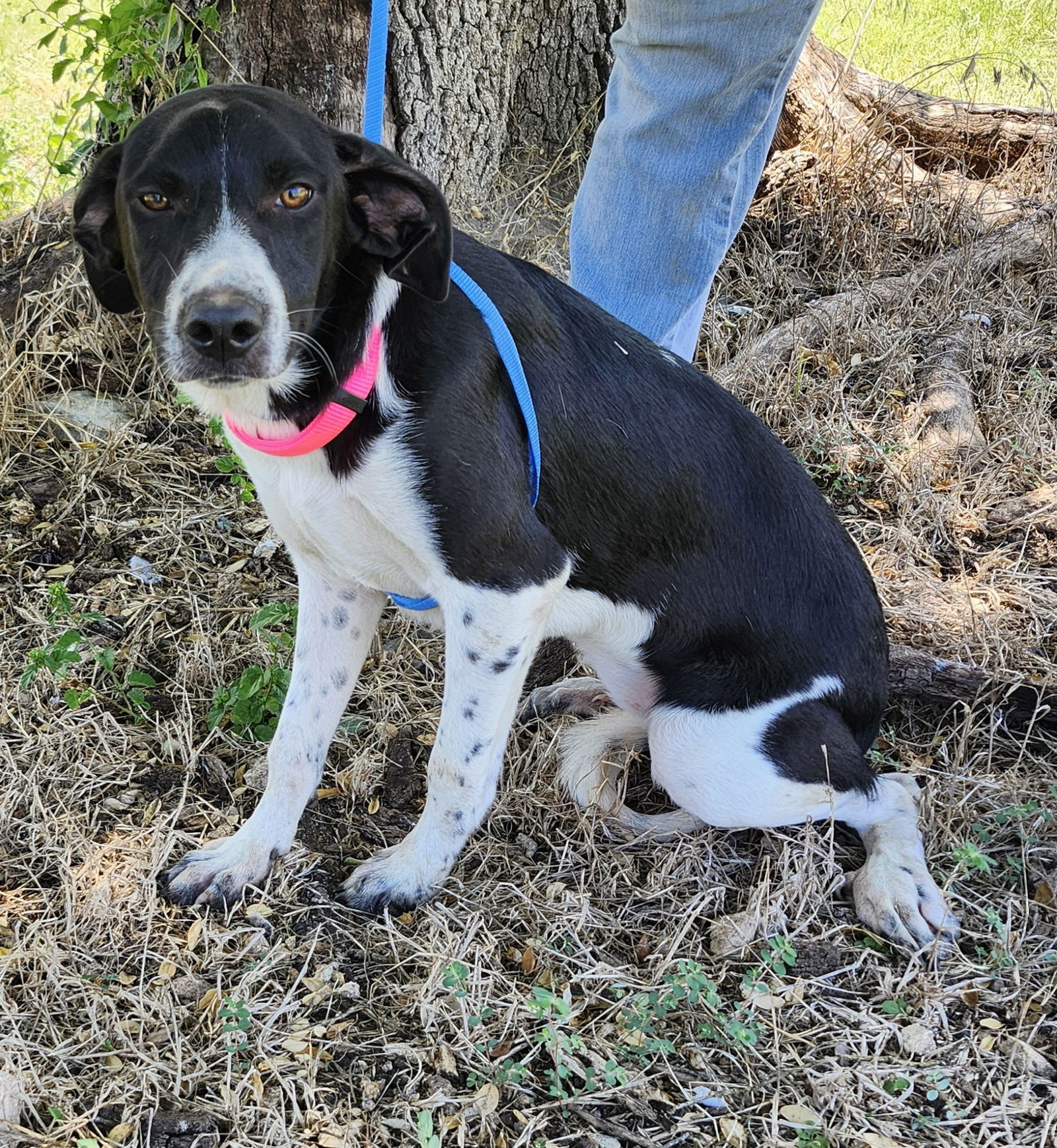 adoptable Dog in San Antonio, TX named Marina