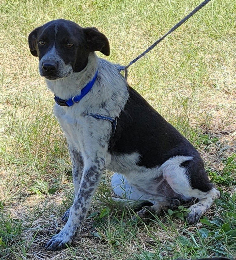 adoptable Dog in Minneapolis, MN named Moira