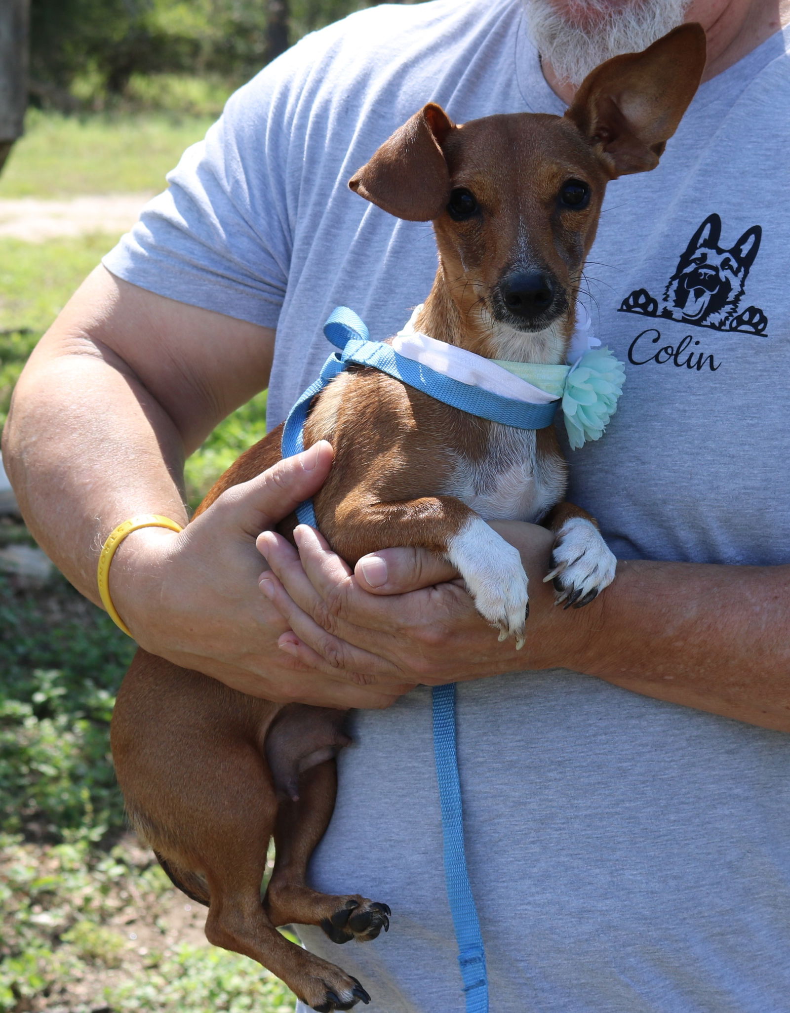 adoptable Dog in Everett, WA named Lil Bit