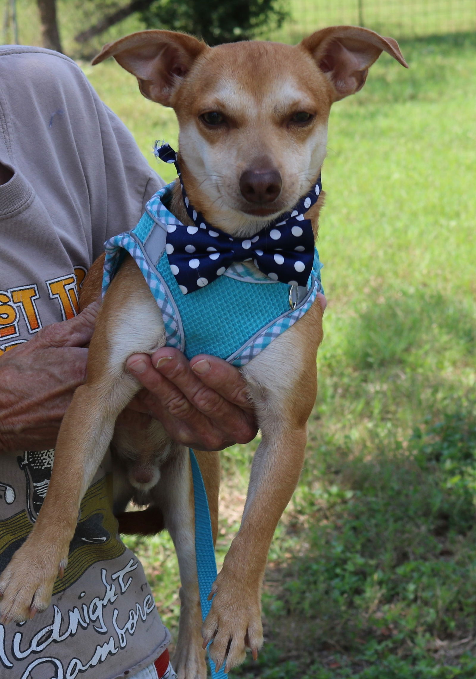 adoptable Dog in San Antonio, TX named Sig