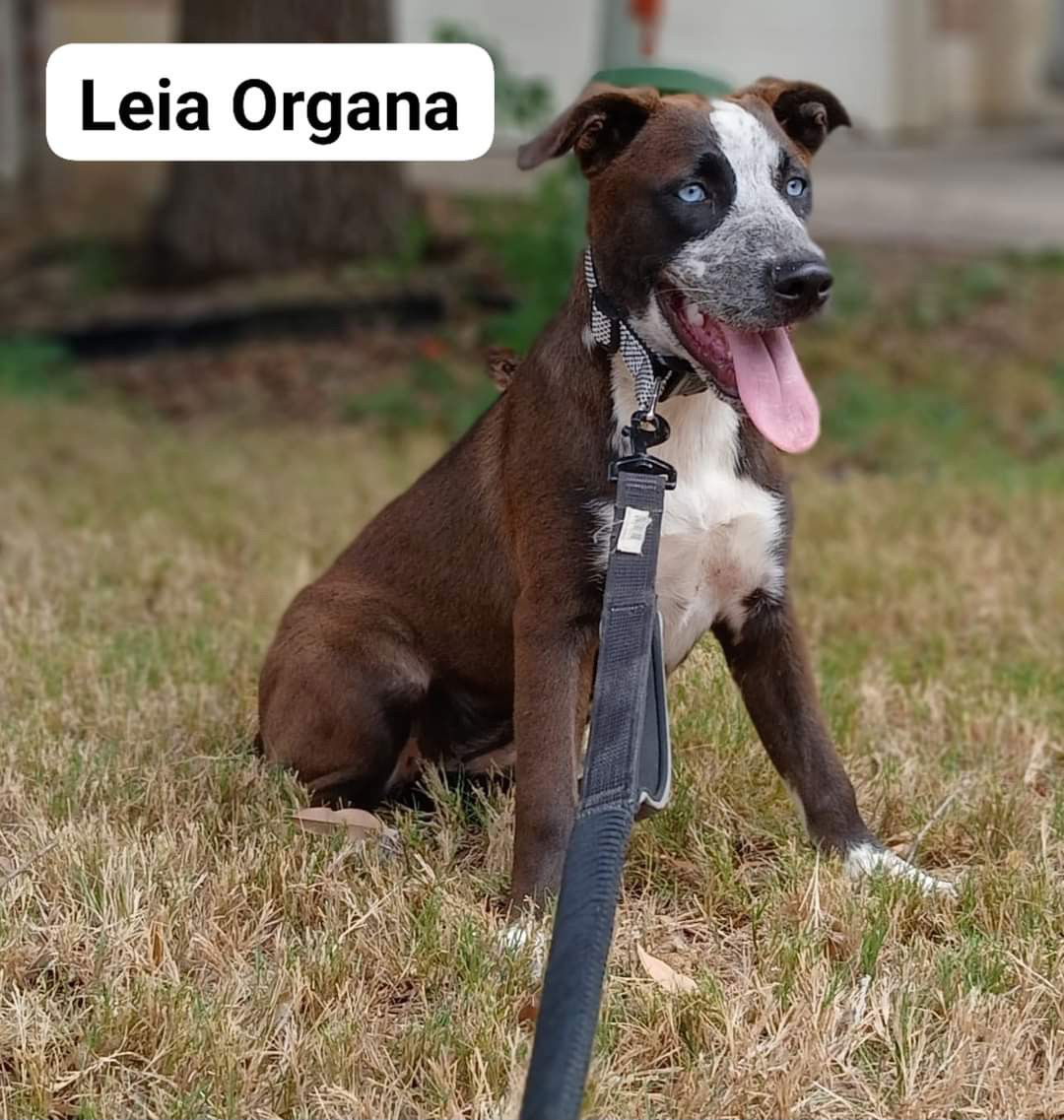 adoptable Dog in Minneapolis, MN named Leia