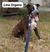 adoptable Dog in  named Leia