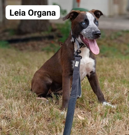 LEIA - Husky / Staffordshire Bull Terrier available for adoption