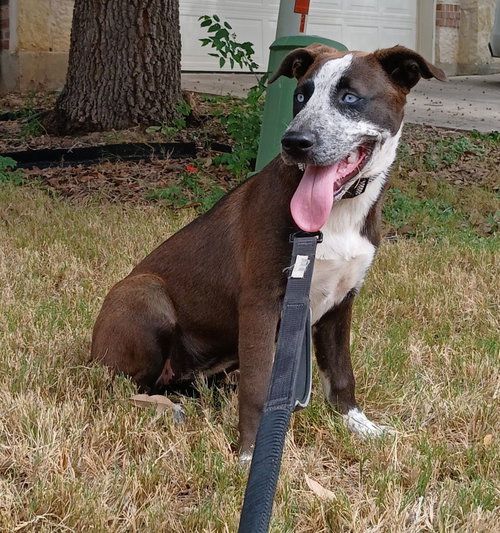 LEIA - Husky / Staffordshire Bull Terrier available for adoption