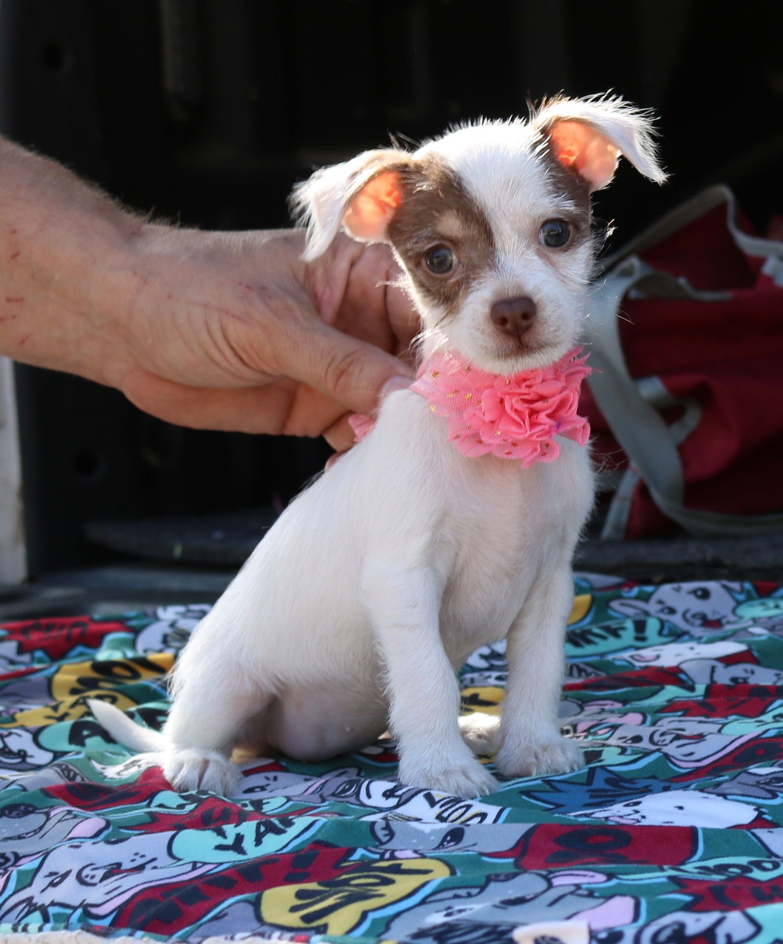 adoptable Dog in Everett, WA named Liberty